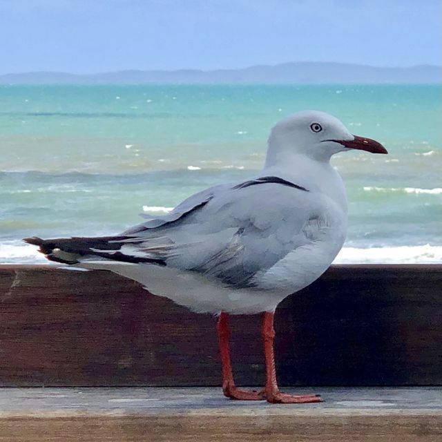 Yeppoon Beach, Queensland, Australia