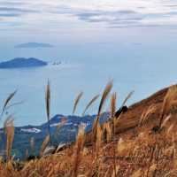 行山推薦 | 大東山🧗🏻♀️芒草之地🌾