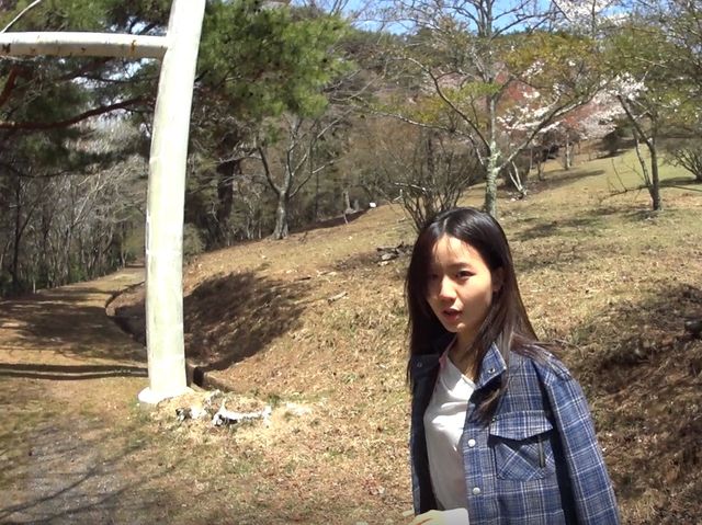 4월의 칸카케이신사 언덕에서 벚꽃나무 구경하기 