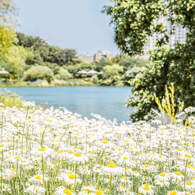 울산에서 샤스타데이지를 볼 수 있는 곳