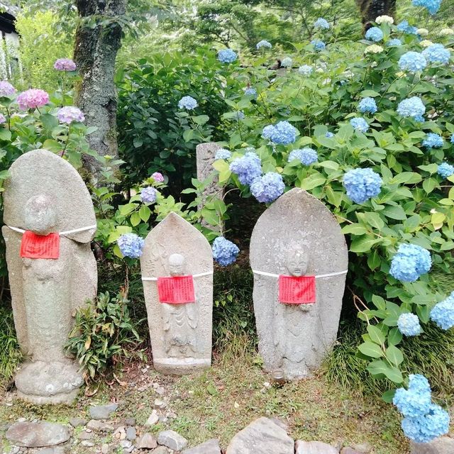 奈良あじさいスポット矢田寺