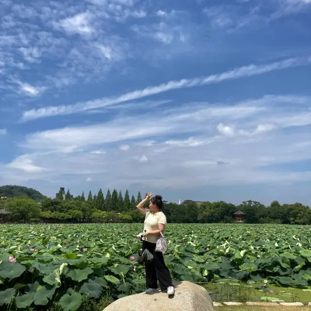 연꽃 보러 전주 ‘덕진공원’🪷