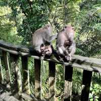Monkey forest 