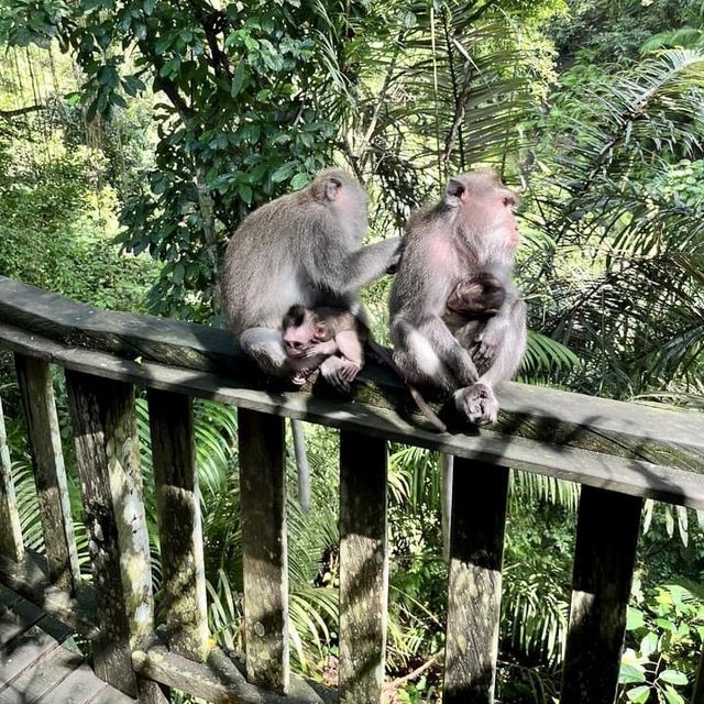 Monkey forest 