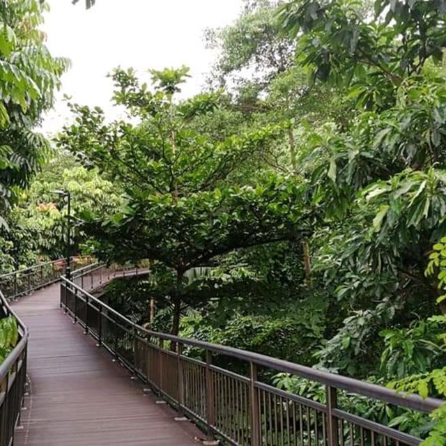 Hiking In Kent Ridge Park On Weekends 