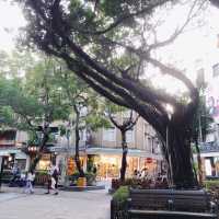 🌳可愛又熱鬧的Yongkang Park 永康公園🌳