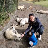 Kids Love Caversham Wildlife Park