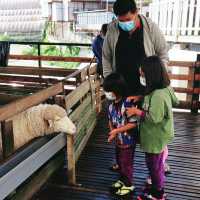 Sheep🐑 Sanctuary @ Kea Farm