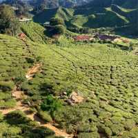 絶景の茶畑　Bharat tea plantation 