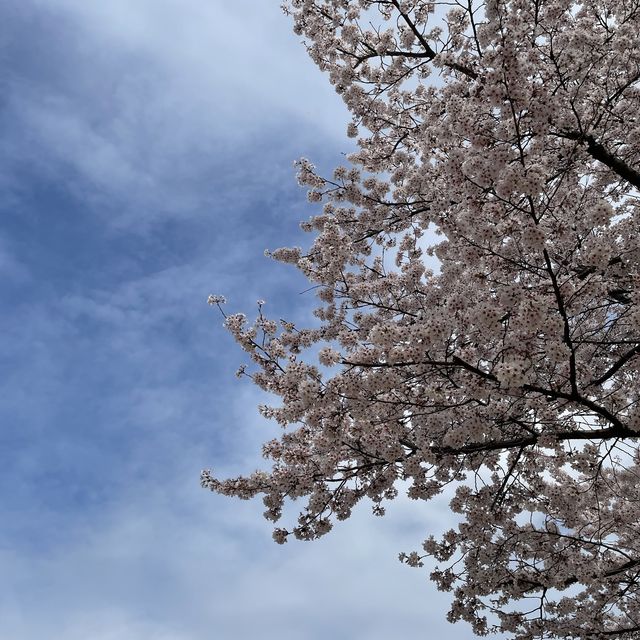 의외로 인파가 적은 벚꽃명소, 서울숲
