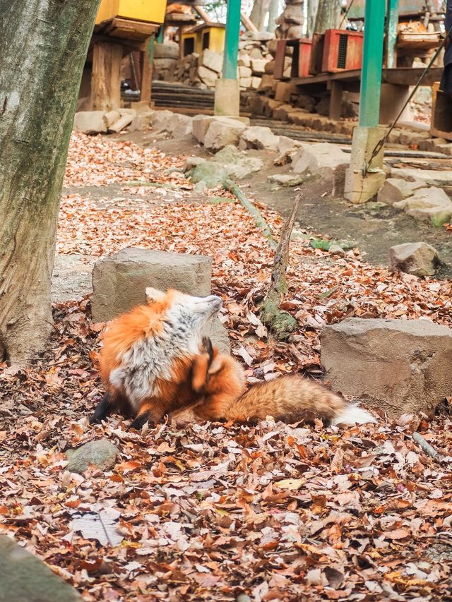 宮城蔵王キツネ村