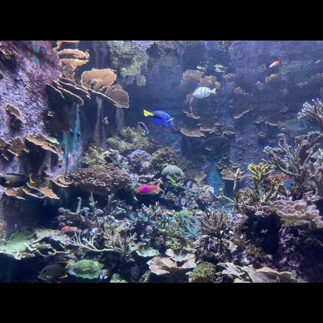 RWS SEA AQUARIUM