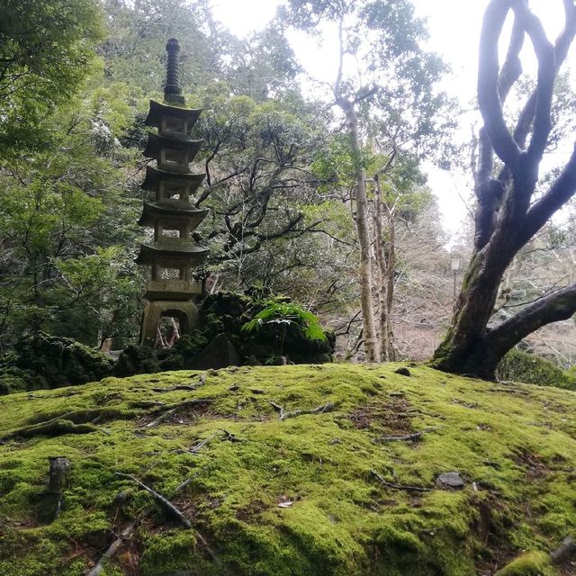 [成田]春の伊吹感じる新勝寺
