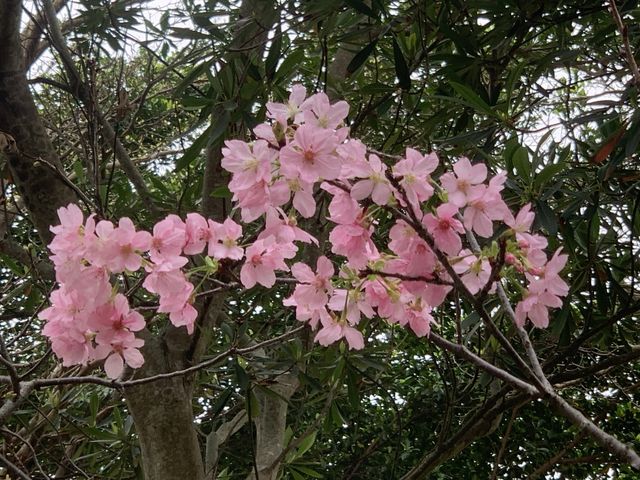 遊香港．香港單車館公園賞花