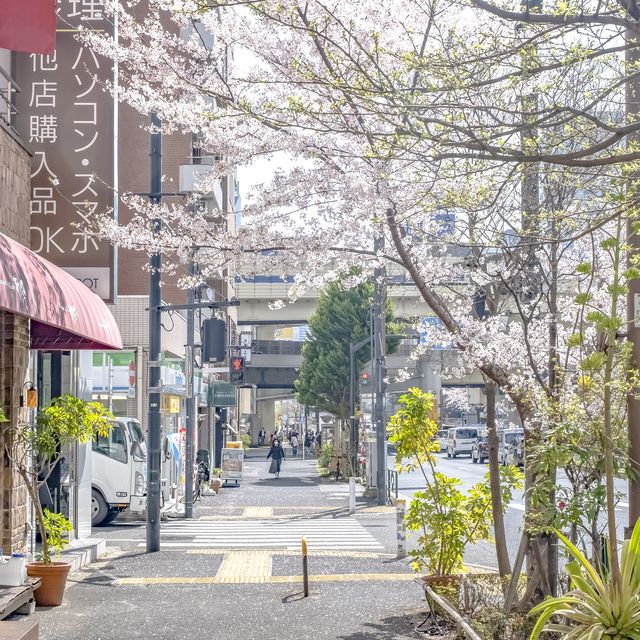 麻布十番駅近くの大通りの桜