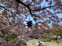 京都　京都散策旅　念願の東寺！東寺と桜のコラボに感動❗️