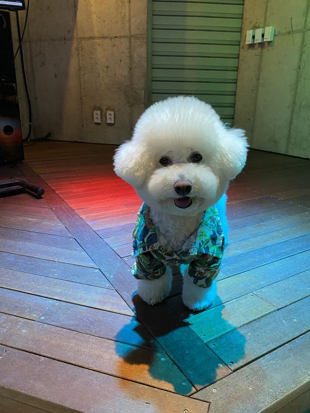 홍천 애견동반숙소 강력추천