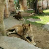 Exploring Bali Zoo😃