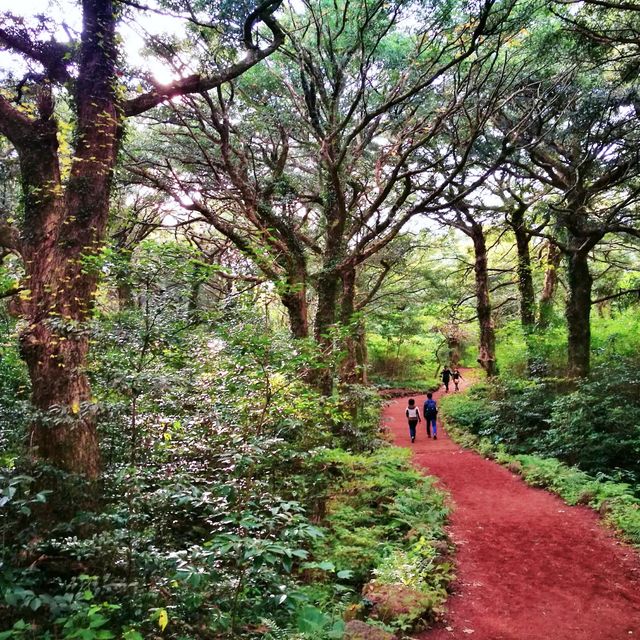 🚶 천년의 숲을 걷는 친환경여행, 비자림