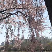 내년 봄, 벚꽃 스팟은 여기로 찜🌸<독산역, 안양천>