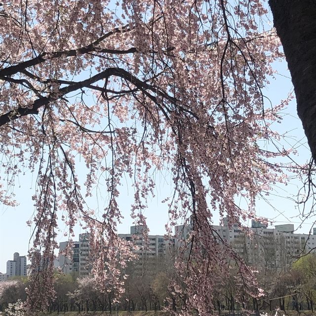 내년 봄, 벚꽃 스팟은 여기로 찜🌸<독산역, 안양천>