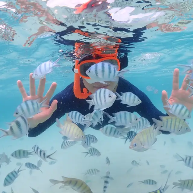 파타야 니모섬 스모쿨링