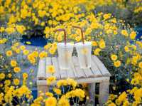🌼🌼ทุ่งดอกเก๊กฮวย วังสองนคร🌼🌼