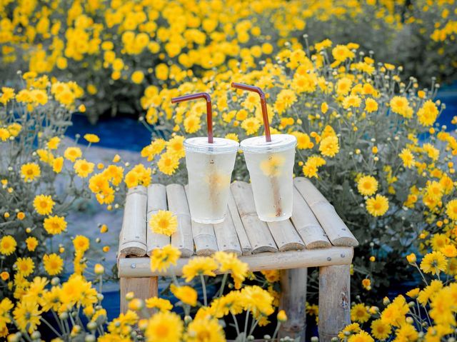 🌼🌼ทุ่งดอกเก๊กฮวย วังสองนคร🌼🌼