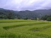 นาขั้นบันได เขียวขจี บ้านแม่กลางหลวง จ.เชียงใหม่