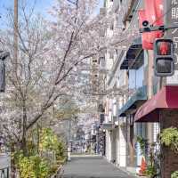麻布十番駅近くの大通りの桜