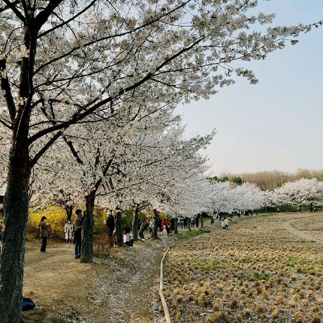 [서울여행] 꽃, 반려견과 함께 걸을수 있는, 올림픽공원