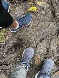 Searching for the Avatar Trees of Singapore