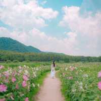 🌺무궁화를 닮은 쌍둥이 꽃 부용이 아름다운 [울산, 태화강국가정원]