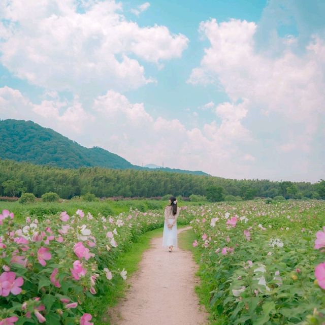 🌺무궁화를 닮은 쌍둥이 꽃 부용이 아름다운 [울산, 태화강국가정원]