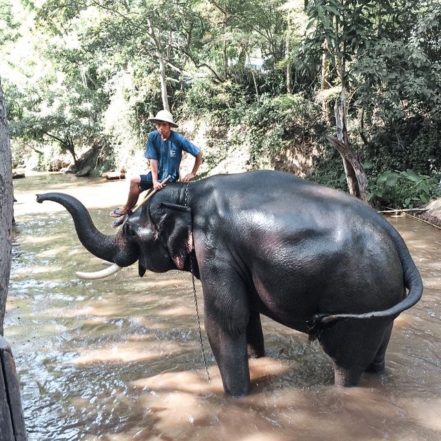 ช้าง ช้าง ช้าง ชวนมา”ปางช้าง”กันนะ