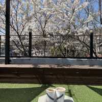 韓国/ソウル【景福宮】絶景♡ソウルの四季を感じられるビューカフェ🌳