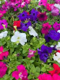 สวนดอกไม้เมืองหนาว ดาลัด (Dalat Flower Park