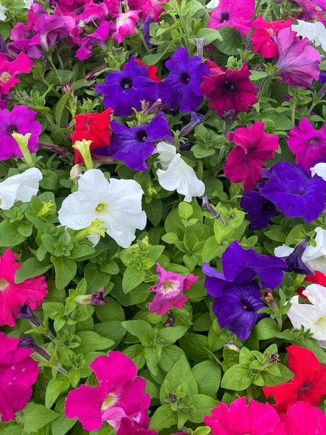 สวนดอกไม้เมืองหนาว ดาลัด (Dalat Flower Park