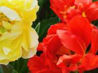 Shanghai Flower Port - Tulip Festival 