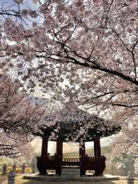 벚꽃 터널이 아름다운 올림픽공원 송파둘레길🌸