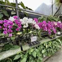 World of Phalaenopsis - Malaysia 