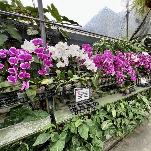 World of Phalaenopsis - Malaysia 