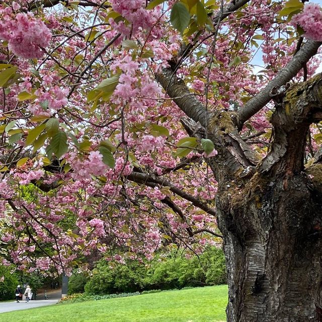 Visiting the botanical garden in Oslo