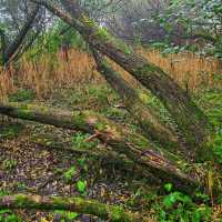 Wetlands adventure