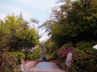 Visit to the Yixing bamboo forest! 🎋🎋