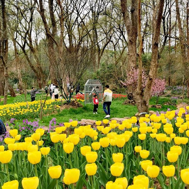 Botanical Garden🌷,  Nanjing