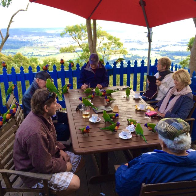 Enjoy your lunch with Lorikeets