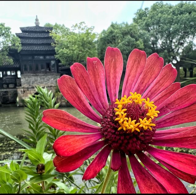 Flower spotting in Hanxiang Water Garden 🪴 