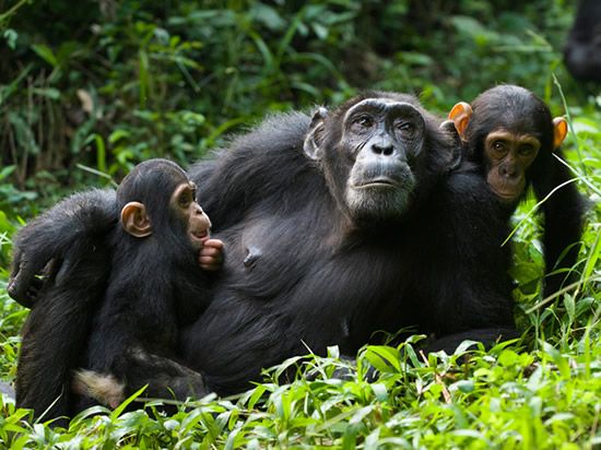 The 3 Day Chimp Tracking in Kibale