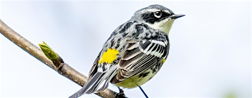 Birding for Beginners with Dan Patrick | Floracliff Nature Sanctuary